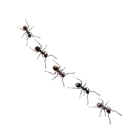 How do you know if ants are in the walls?