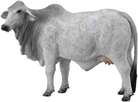 How old do Brahman cows live?
