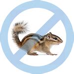 Are chipmunks bad to have around the house?