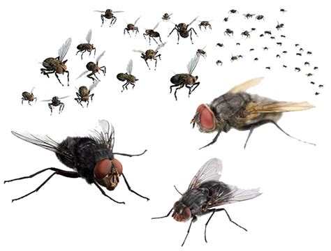 What are flies most afraid of?