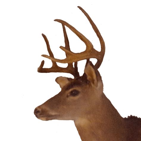 Why are whitetail deer smaller in the South?