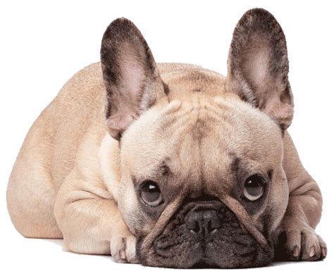What do French Bulldogs love the most?