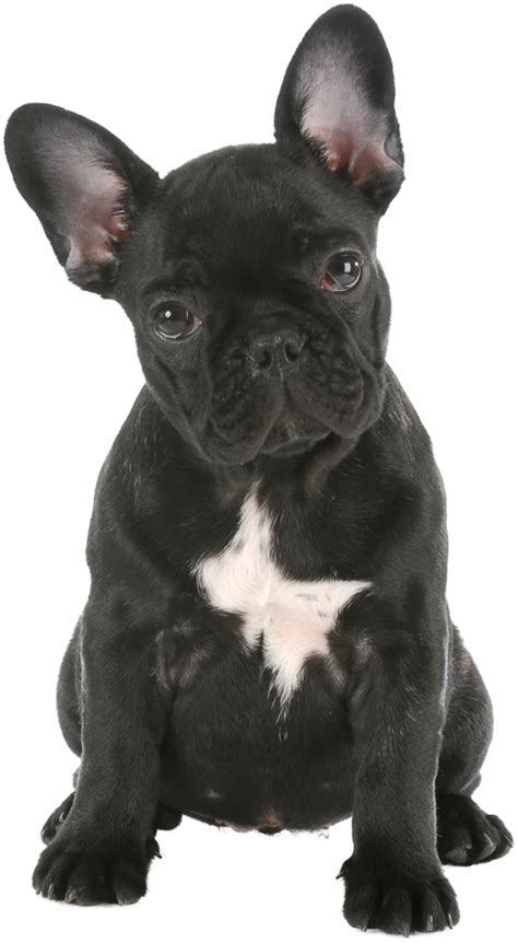 Do Frenchies have anger issues?