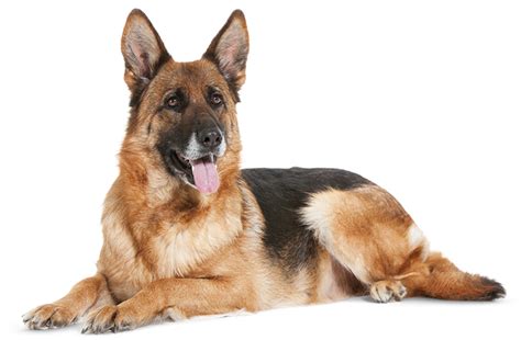 What do German Shepherds love the most?