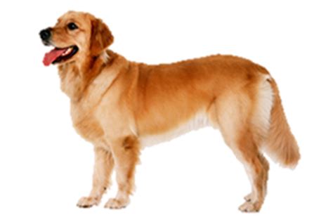 Are male or female Goldens friendlier?