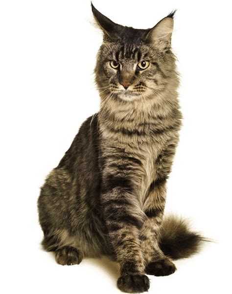 Are Maine Coons worth it?