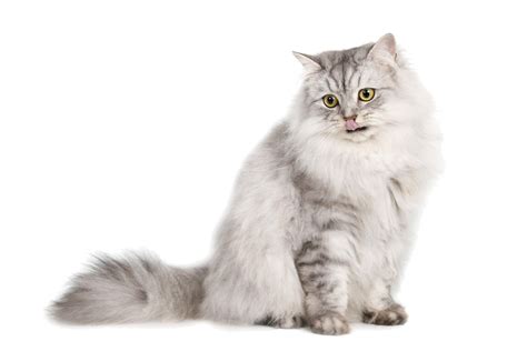 What 2 breeds make a Maine Coon?