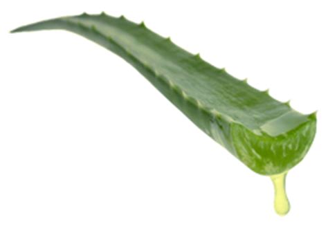 How do you fix a leaning aloe vera plant?