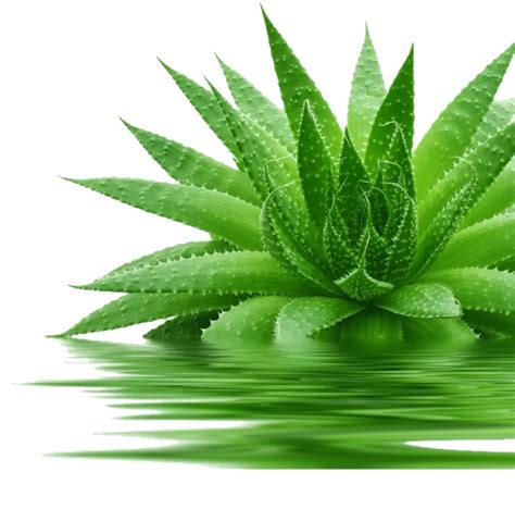 Do aloe plants need more water or sun?