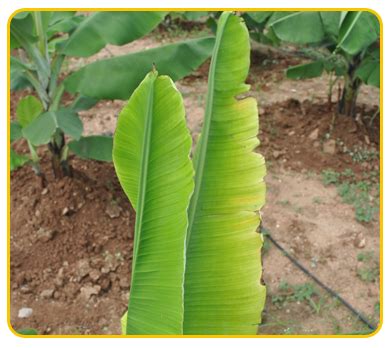 How do you fix brown leaves on a banana plant?