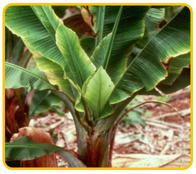 Do banana plants need full sun?