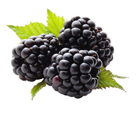 Do blackberries need a lot of water?