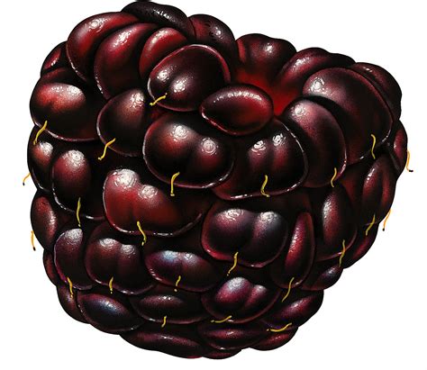 Can blackberries grow in hot weather?