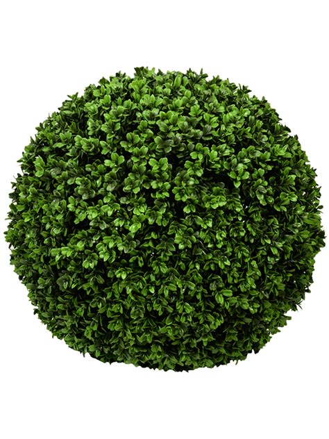 What are the first signs of boxwood blight?