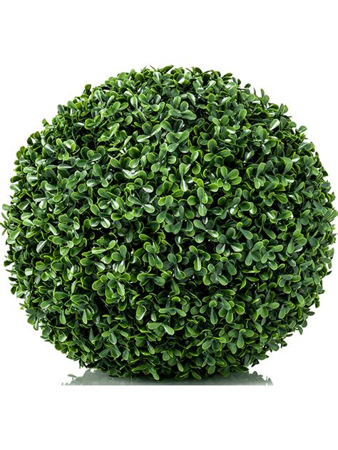 Are boxwoods dead if they turn yellow?