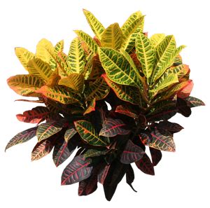Why is my croton plant drooping after repotting?