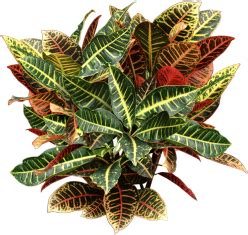 Where is the best place to put a croton plant?