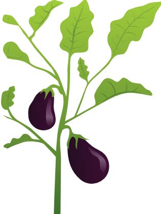What do you spray on eggplant leaves?