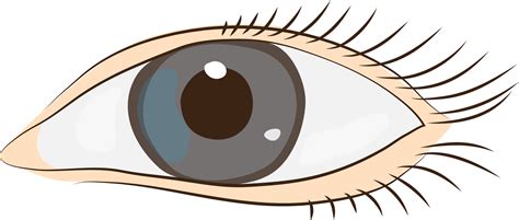 What does low iron eyelids look like?