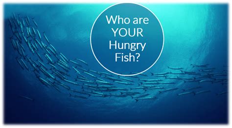 How often should fish be fed?