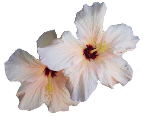 Is Miracle Grow good for hibiscus?
