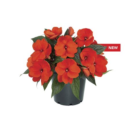 What do overwatered impatiens look like?