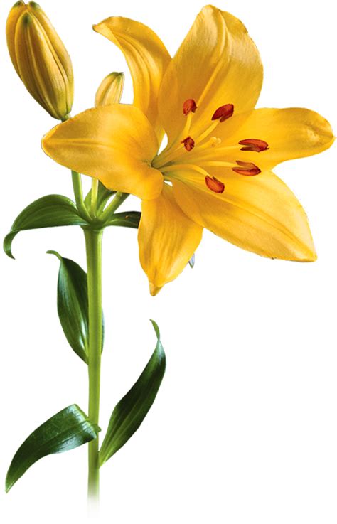 Do lilies need a lot of sun?