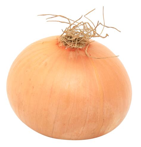 Does onion size matter?