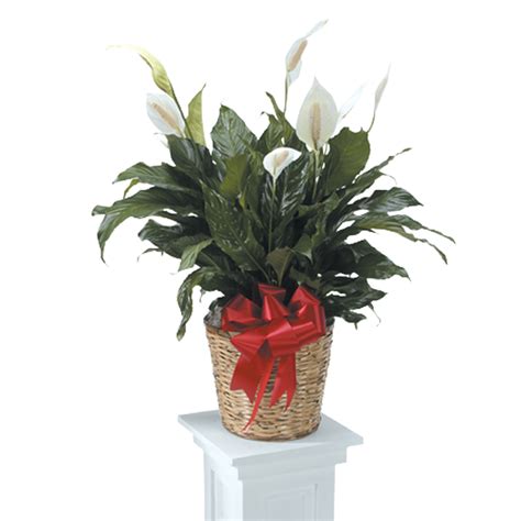Should I spray water on my peace lily?
