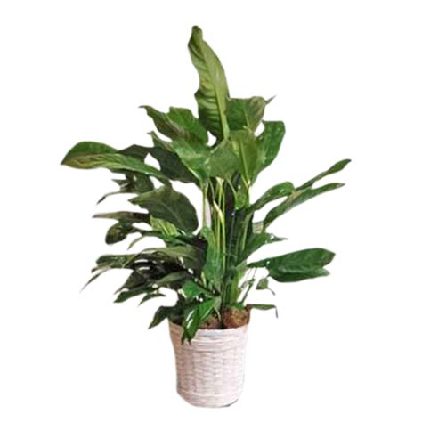 How to tell if peace lily is overwatered or under watered plants?