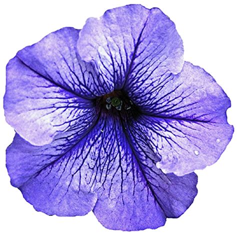 What do overwatered petunias look like?