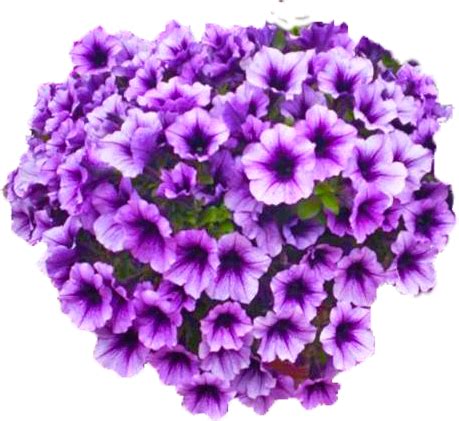 Can petunias handle 100 degree weather?