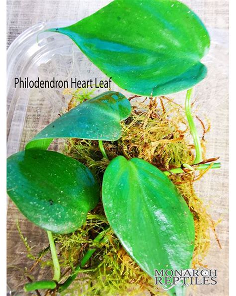 How often do you water a philodendron?