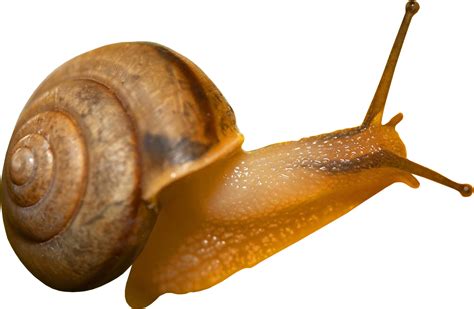 What does snail mating look like?
