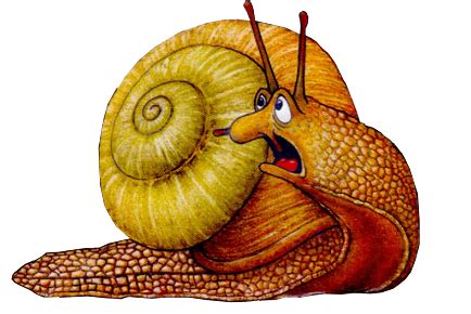 How do you know if a snail is going to have babies?