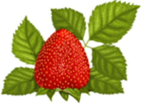 What makes strawberries grow faster?