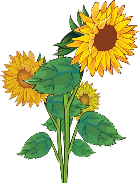 What is the best way to revive sunflowers?