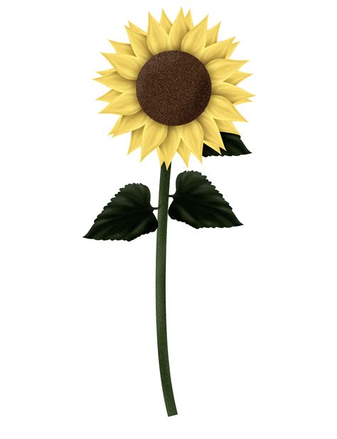Do sunflowers need a lot of direct sunlight?