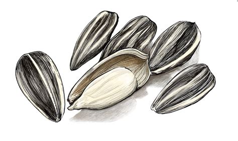 What color should sunflower seeds be?