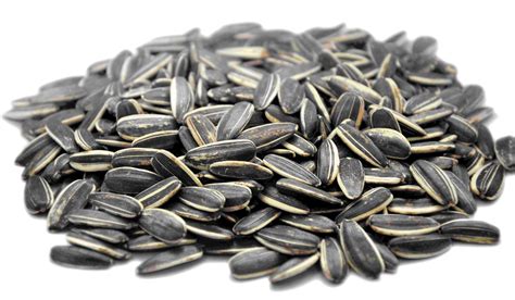 Should you wet sunflower seeds before planting?