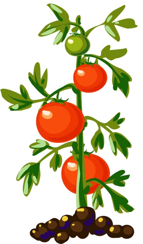 What does a stressed tomato plant look like?