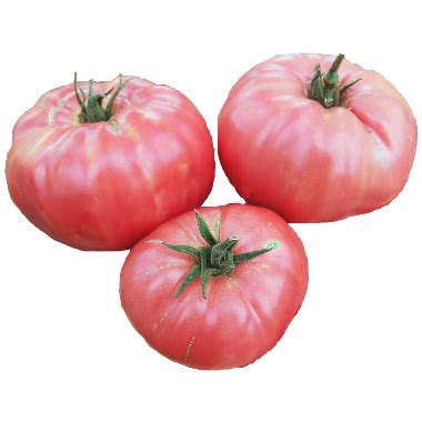 What does potassium deficiency look like in tomatoes?