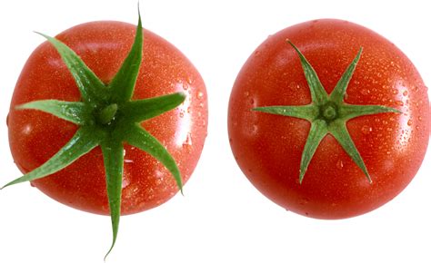 What does an overwatered tomato look like?