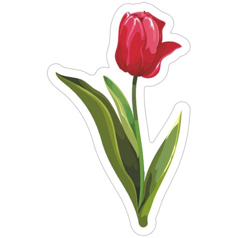 How do you grow tall tulips?