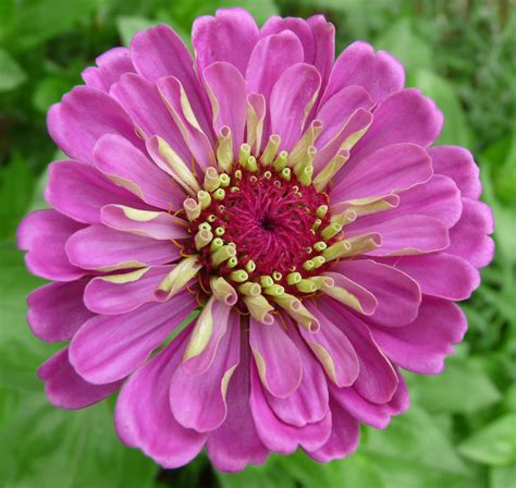 What happens if you plant zinnias too close together?