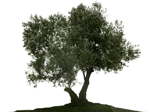 How much does a real olive tree cost?
