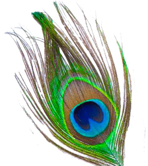 What does a peacock feather symbolize?