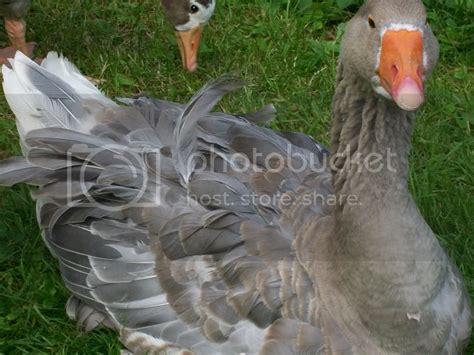 What is the most expensive geese?