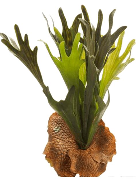 What is the cost of a staghorn fern?