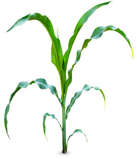 What is the best natural fertilizer for corn?